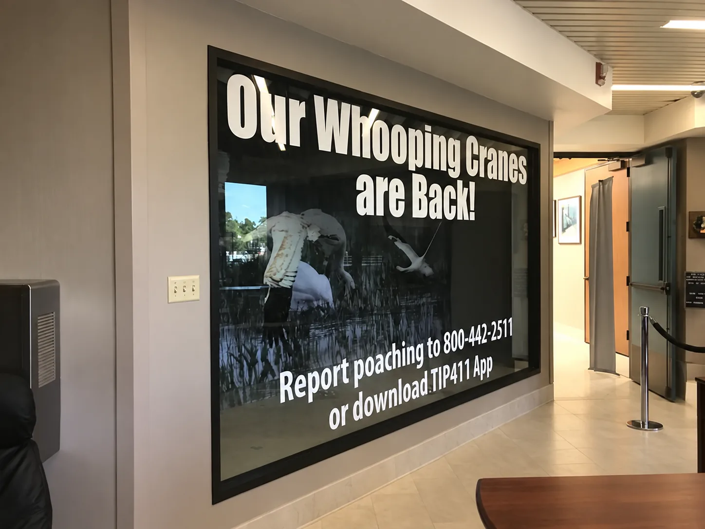 Wildlife and Fisheries whooping crane window graphics